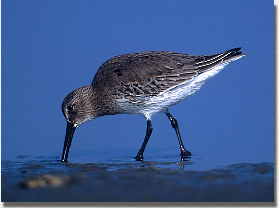 Dunlin