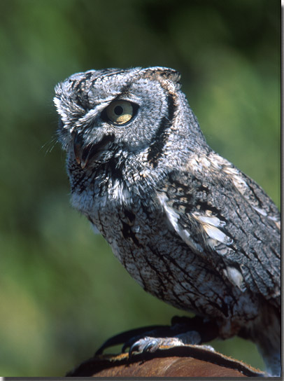 Western Screech Owl