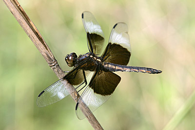 Widow Skimmer dragonfly (male)