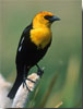 Yellow-headed Blackbird