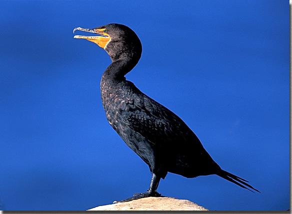 Double-crested Cormorant