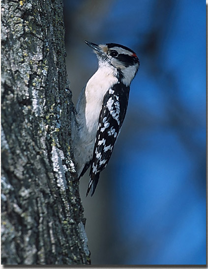 Downy Woodpecker
