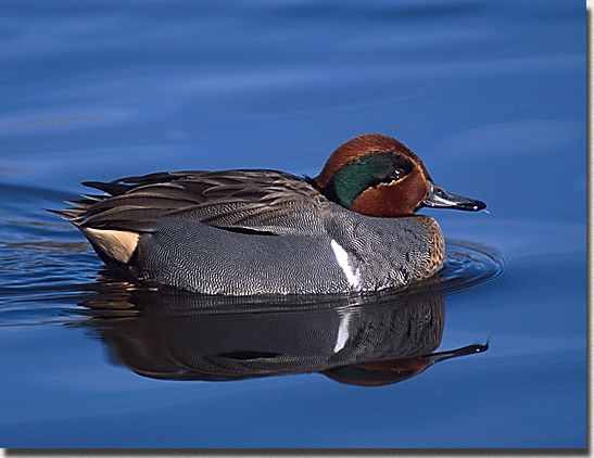 Green-winged Teal