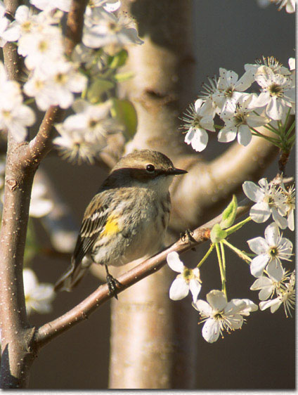 Return to basics of bird photography page