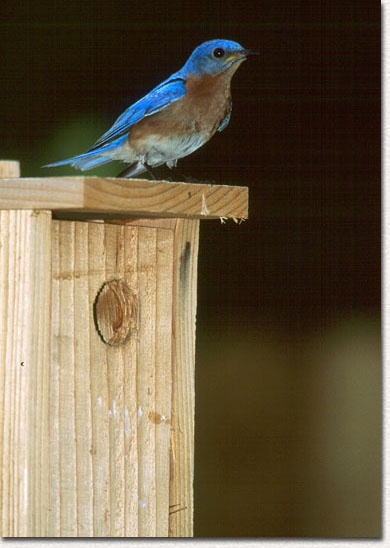 Return to Raising Bluebird Page