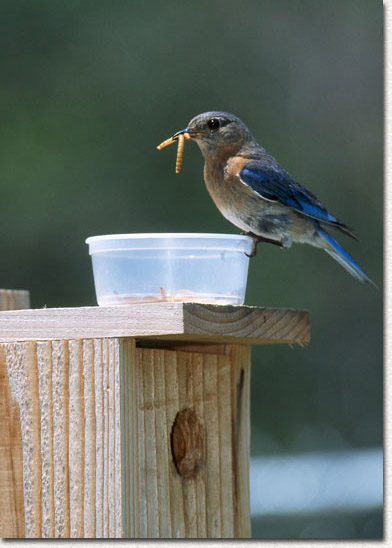 Return to Raising Bluebird Page