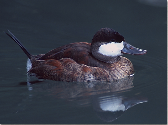 Ruddy Duck