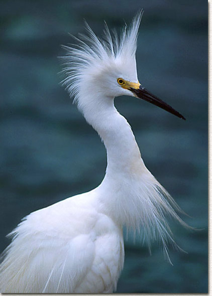 Snowy Egret