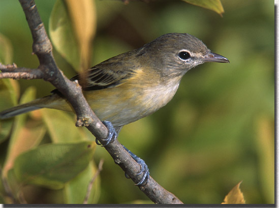 Bell's Vireo