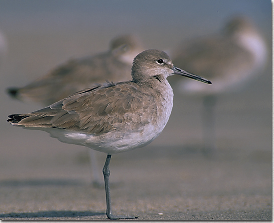 Willet