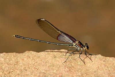 American Rubyspot