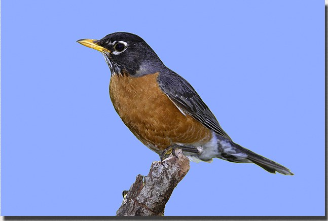 American Robin