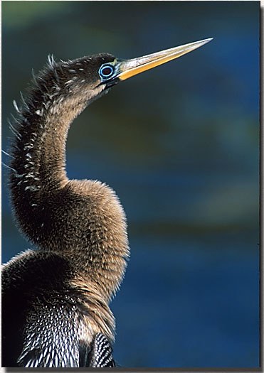 Anhinga