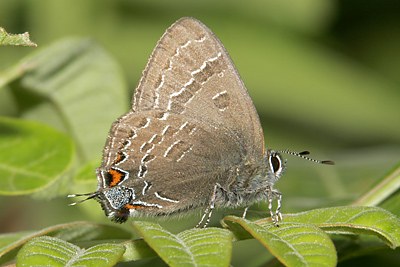Banded Hairstreak