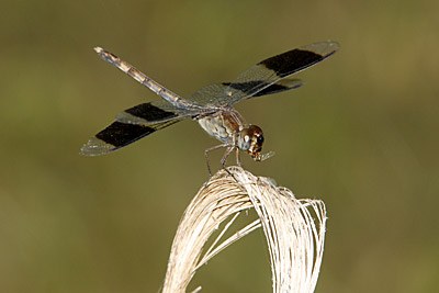 Band-winged Dragonlet