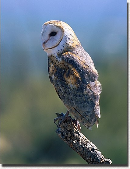 Barn Owl