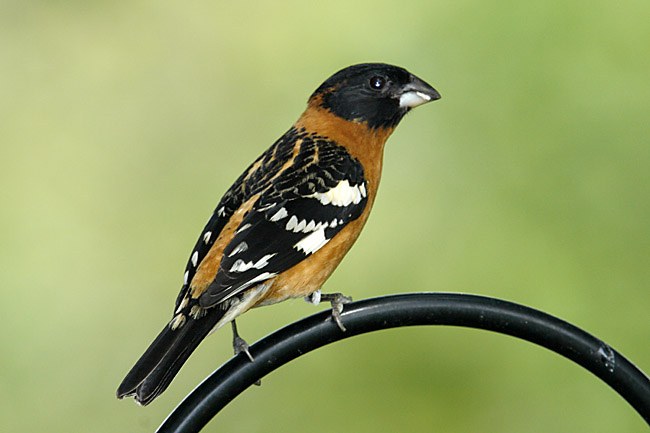 Black-headed Grosbeak