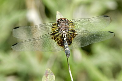 Black Saddlebags