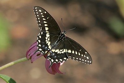 Black Swallowtail