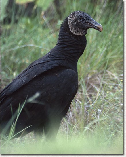 Black Vulture
