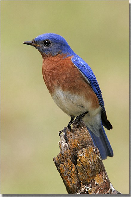 Eastern Bluebird