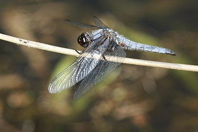 Blue Corporal