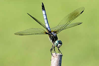 Blue Dasher