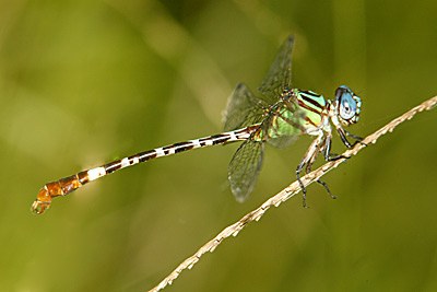 Blue-faced Ringtail