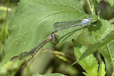 Blue-fronted Dancer