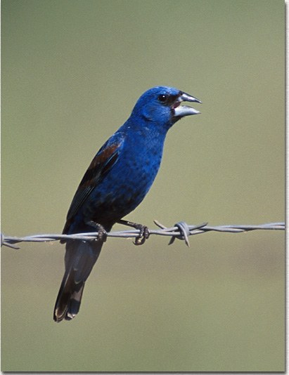 Blue Grosbeak