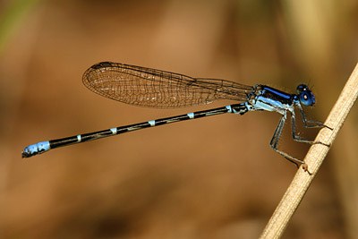 Blue-ringed Dancer