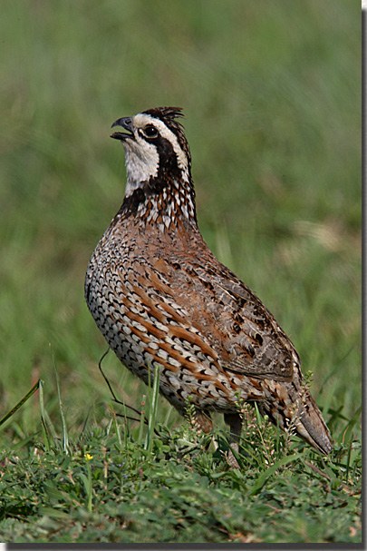 Bobwhite Quail