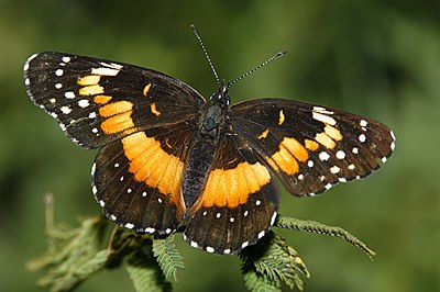 Bordered Patch
