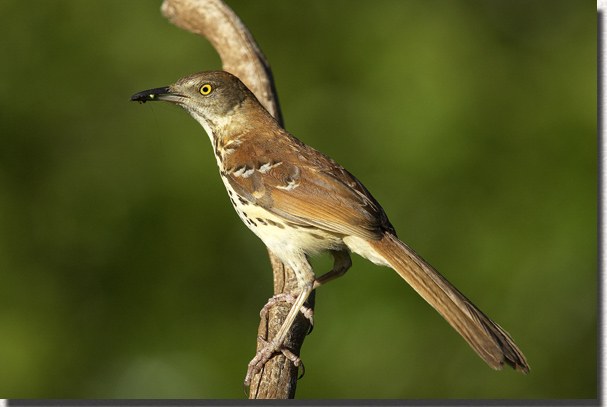 Brown Thrasher