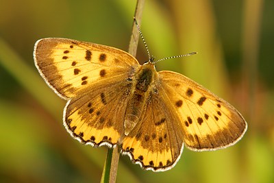 Bronze Copper