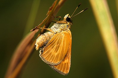 Byssus Skipper