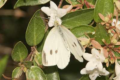 Cabbage White