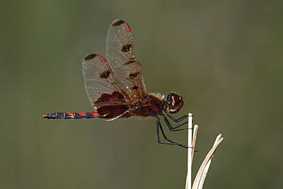 Calico Pennant