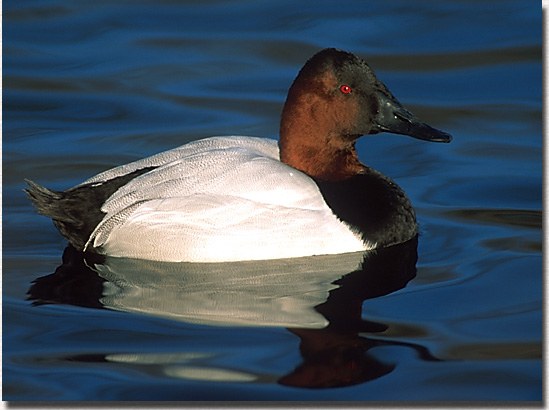 Canvasback