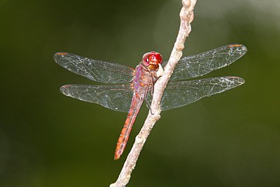 Carmine Skimmer