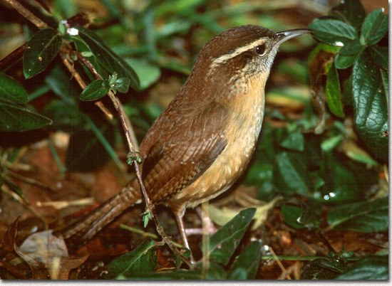 Carolina Wren