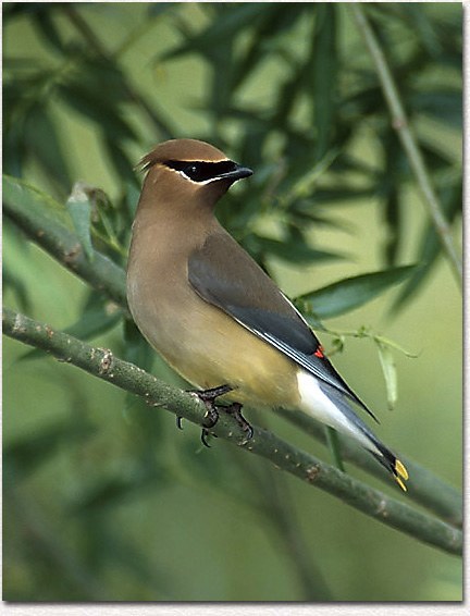 Cedar Waxwing