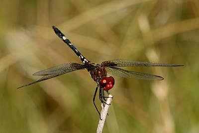 Checkered Setwing