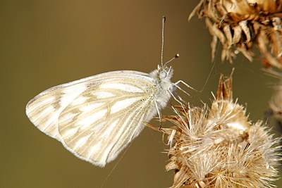 Checkered White