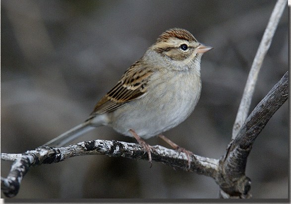 Chipping Sparrow, for scale
