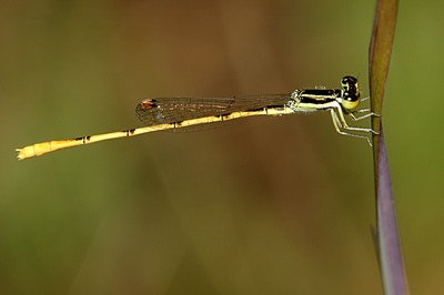 Citrine Forktail