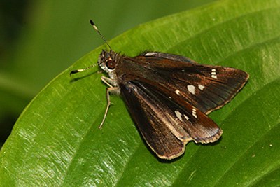 Clouded Skipper