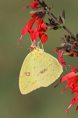 Clouded Sulphur
