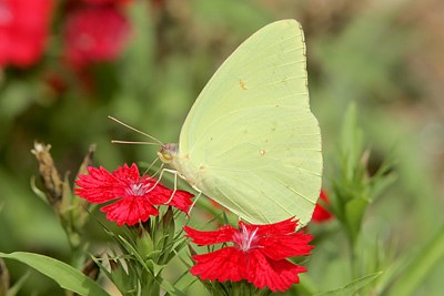 Cloudless Sulphur