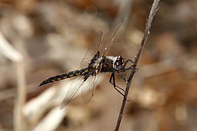 Common Baskettail
